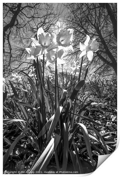 Daffodils. Print by Bill Allsopp
