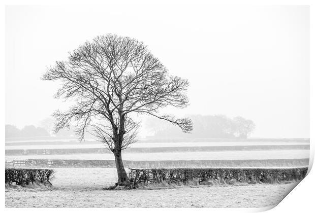 Five hedges and a tree. Print by Bill Allsopp