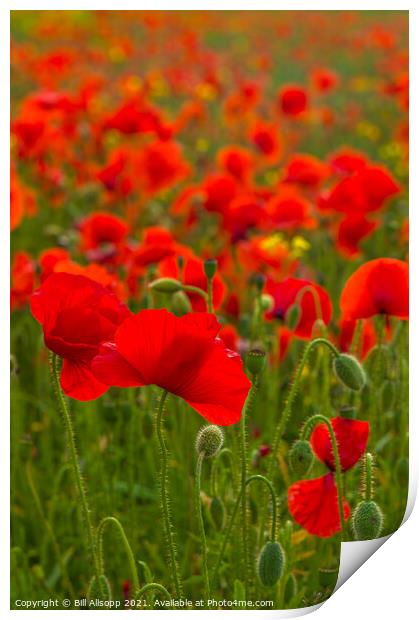 Field Poppies Print by Bill Allsopp