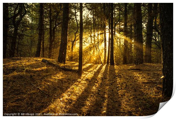 Sunlit woods. Print by Bill Allsopp