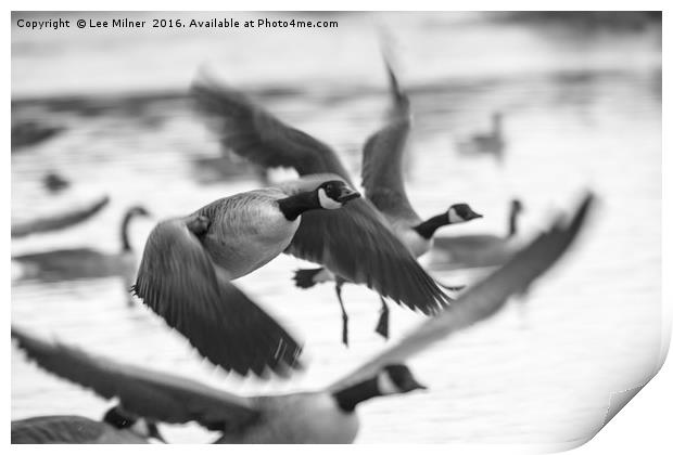 Candian Geese flying Print by Lee Milner