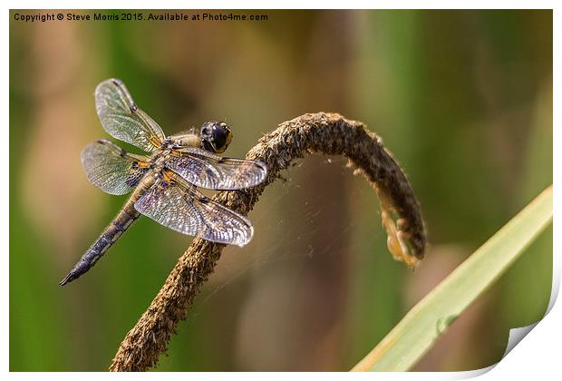  Dragonfly Print by Steve Morris