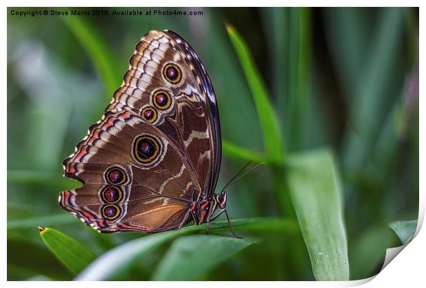  Butterfly Print by Steve Morris
