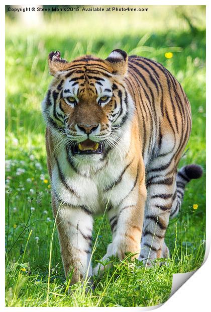  Amur Tiger Print by Steve Morris