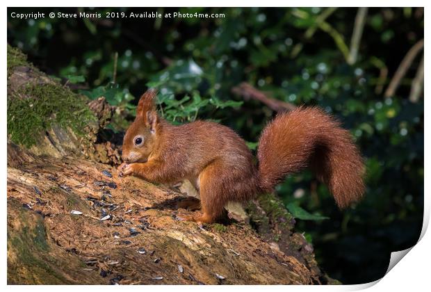 Red Squirrel Print by Steve Morris