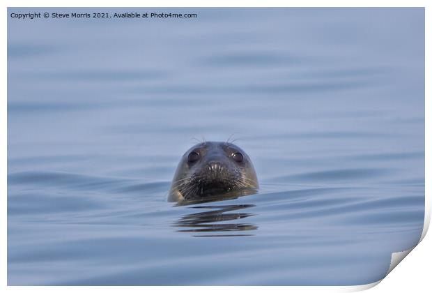 Cheeky Seal Print by Steve Morris