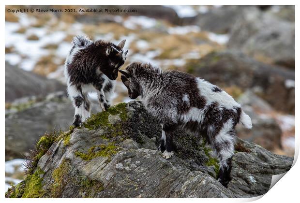 Welsh Mountain Goats Print by Steve Morris