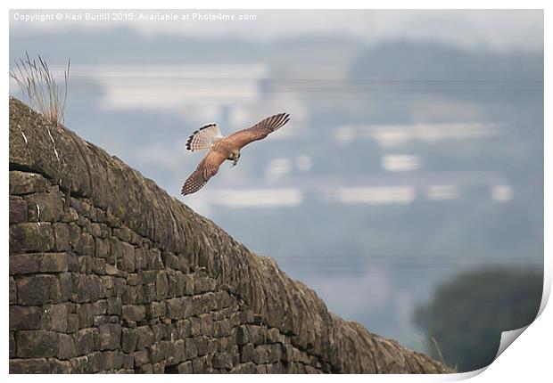  Flight to feed Print by Karl Burrill