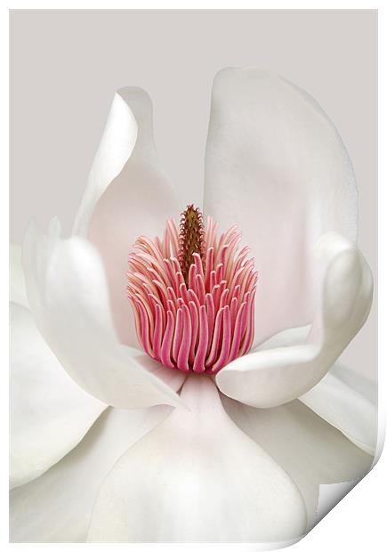 Magnolia Print by Brian Haslam