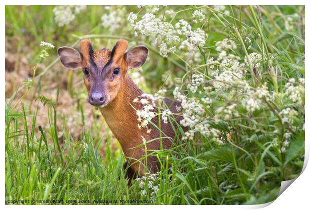 Muntjac deer looking through cow parsley hedge in Norfolk UK Print by Simon Bratt LRPS