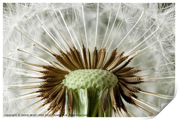 Inside a dandelion seed head macro Print by Simon Bratt LRPS