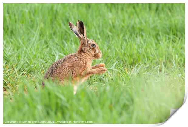 Wild hare close up washing paws Print by Simon Bratt LRPS