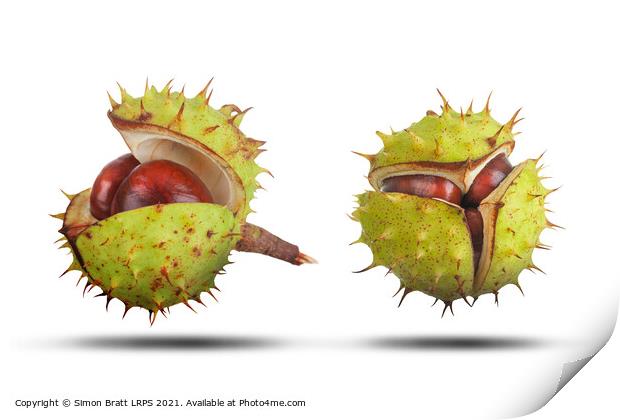 Two conkers opening isolated on white Print by Simon Bratt LRPS