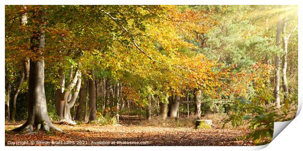 Mature woodland beech trees in Autumn colour Norfolk Print by Simon Bratt LRPS