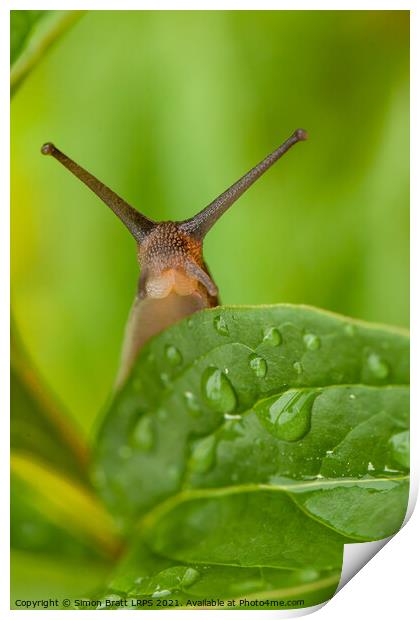Cute garden snail long tentacles on leaf Print by Simon Bratt LRPS