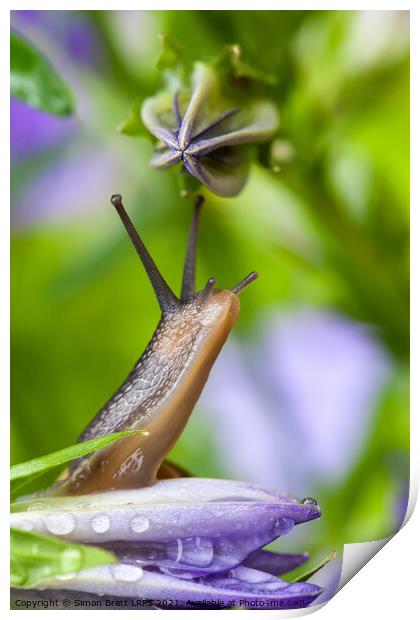 Lovely garden snail close up on flower Print by Simon Bratt LRPS