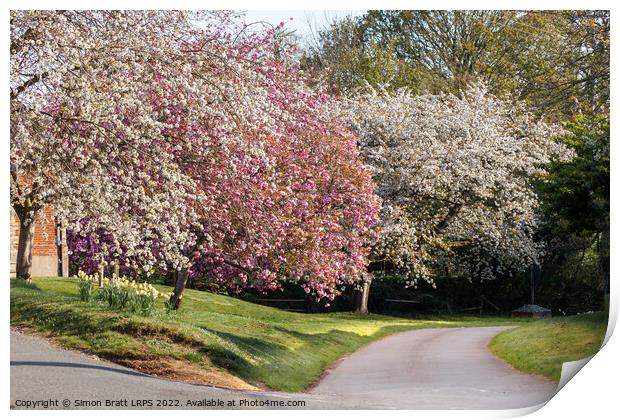 Beautiful spring trees in pink and white blossom Print by Simon Bratt LRPS