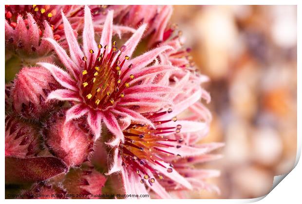 Beautiful pink Sempervivum flowers close up Print by Simon Bratt LRPS