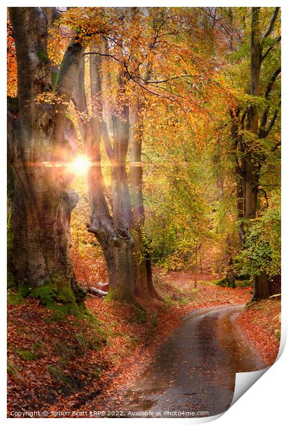 Stunning autumn forest road at sunrise in Norfolk Print by Simon Bratt LRPS