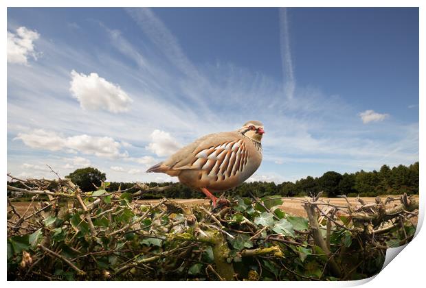 Red legged partridge bird close up on hedge Print by Simon Bratt LRPS