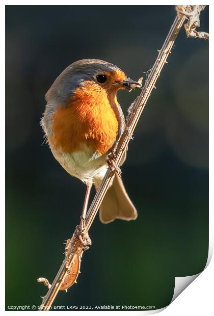 Beautiful robin bird on teasel with food Print by Simon Bratt LRPS