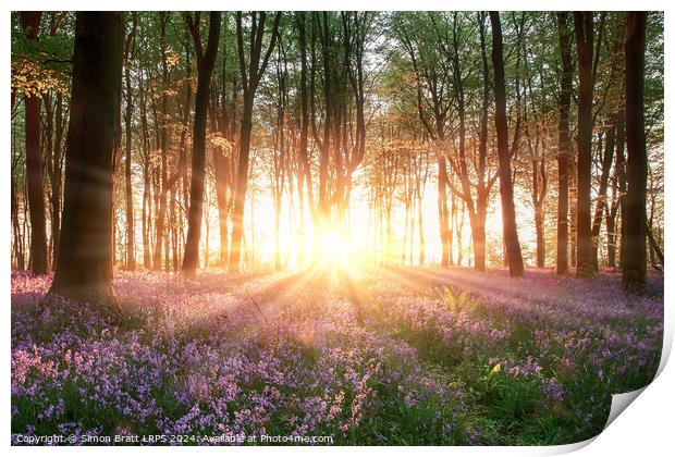 Amazing sunrise through bluebell forest trees in Hampshire England Print by Simon Bratt LRPS