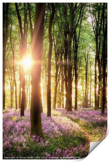 Beautiful bluebell woodland path with dawn sunrise in Hampshire  Print by Simon Bratt LRPS