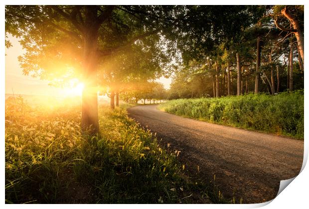 Beautiful country lane sunrise with trees in Norfo Print by Simon Bratt LRPS
