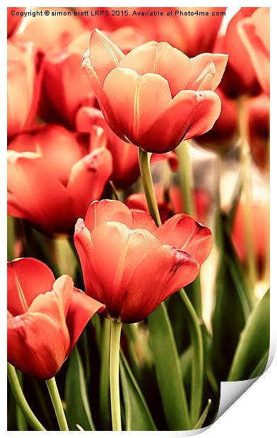 Tulips in artistic pastel colors Print by Simon Bratt LRPS