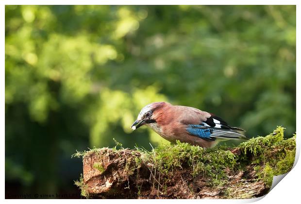 Single Jay bird feeding Print by Simon Bratt LRPS