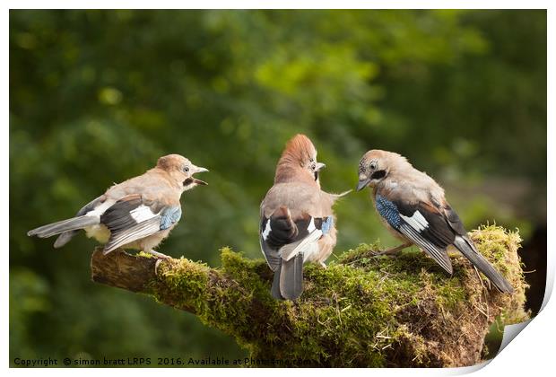 Jay bird family of three feeding Print by Simon Bratt LRPS