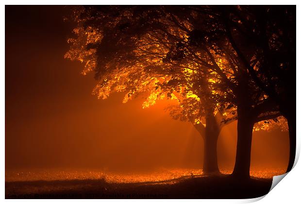 Beautiful trees at night with orange light Print by Simon Bratt LRPS