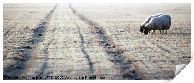 Sheep approaching the frosty track Norfolk  Print by Simon Bratt LRPS