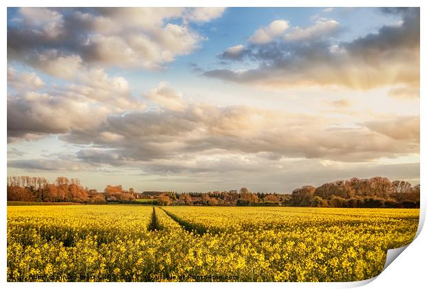 Great Massingham Norfolk rapeseed fields at sunset Print by Simon Bratt LRPS
