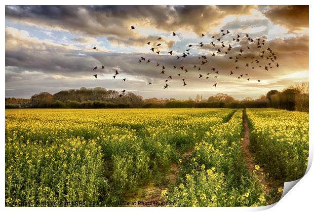 Norfolk rapeseed field at sunset with birds Print by Simon Bratt LRPS