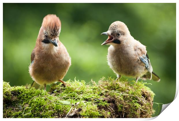 Jay bird mother with young chick Print by Simon Bratt LRPS