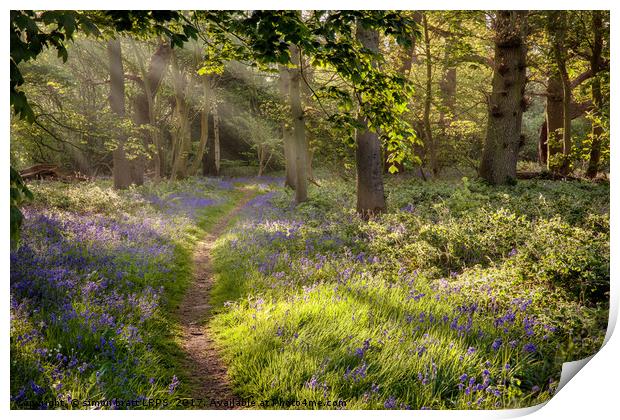 Stunning bluebell woodland path with magical light Print by Simon Bratt LRPS