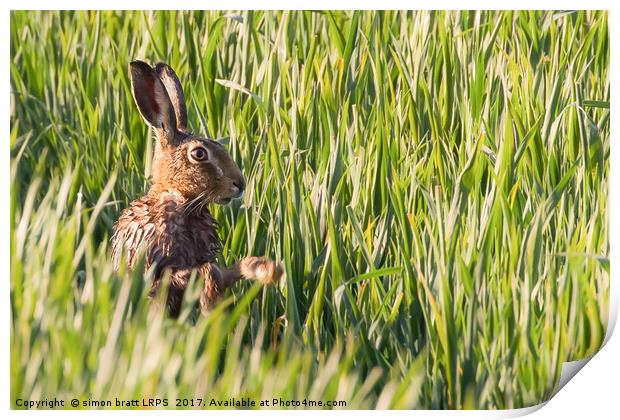 Wild hare bathing in the morning sunlight Print by Simon Bratt LRPS