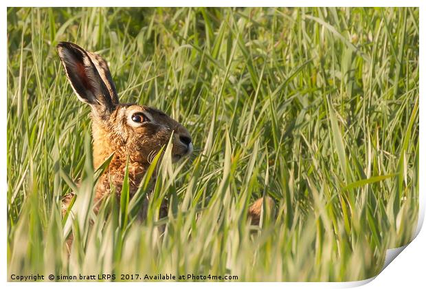 Wild hare close up in crop track Print by Simon Bratt LRPS
