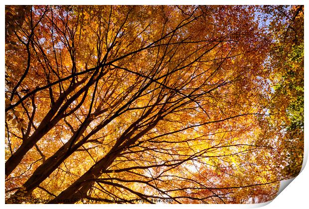 Stunning autumn English trees Print by Simon Bratt LRPS