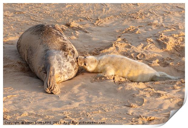 New born seal pup and mother feeding young Print by Simon Bratt LRPS