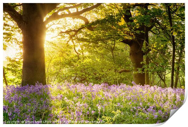 Bluebell wood with magical morning sunrise Print by Simon Bratt LRPS