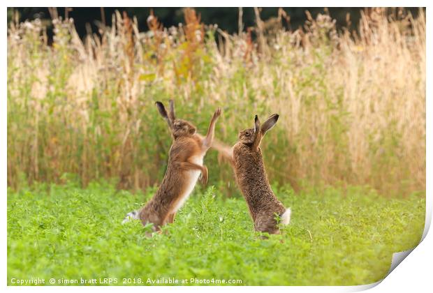Mad wild hares boxing and fighting in Norfolk UK Print by Simon Bratt LRPS