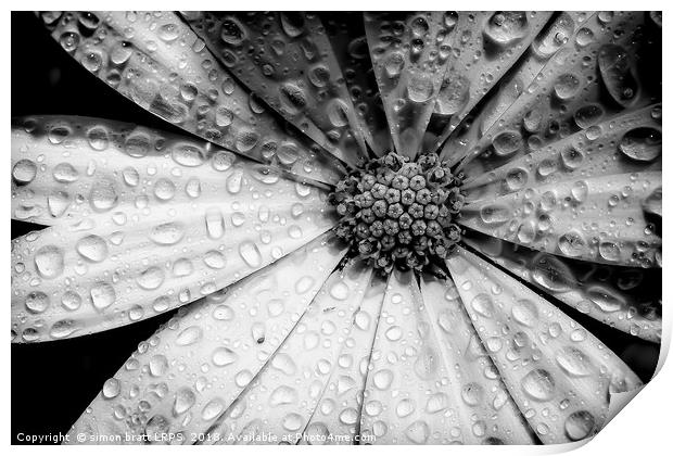 Osteospermum petals black and white with water Print by Simon Bratt LRPS