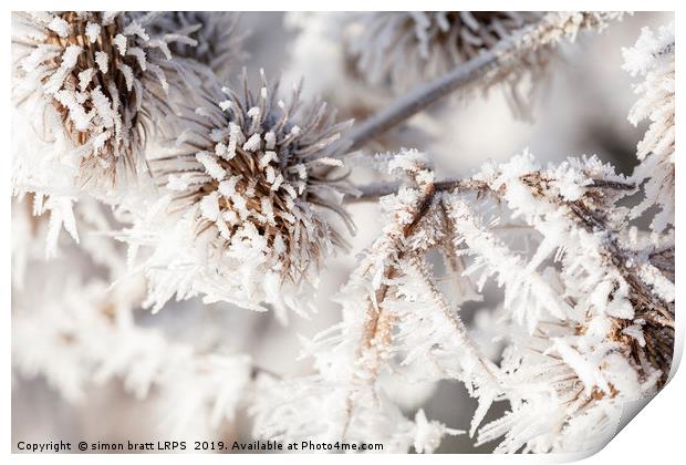 Winter frost on a garden thistle close up Print by Simon Bratt LRPS