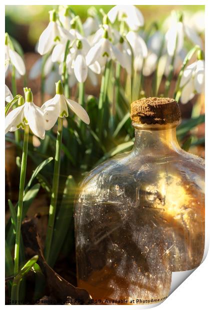 Snowdrop flowers and old glass jar with sunlight Print by Simon Bratt LRPS