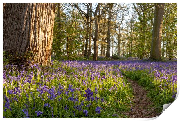 Ancient bluebell woodland in spring time Print by Simon Bratt LRPS