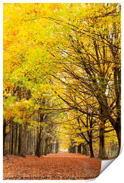 Avenue of autumn trees with golden leaves Print by Simon Bratt LRPS