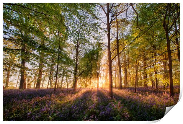 Bluebell forest at sunrise in English landscape  Print by Simon Bratt LRPS