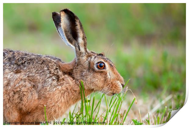 Wild hare close up eating grass in UK Print by Simon Bratt LRPS